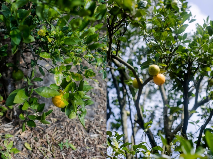 Family day in the orange grove