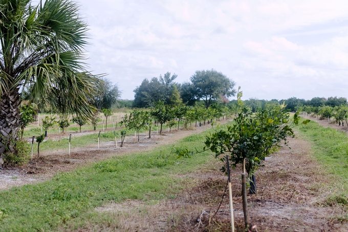 Family day in the orange grove