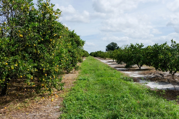 Family day in the orange grove