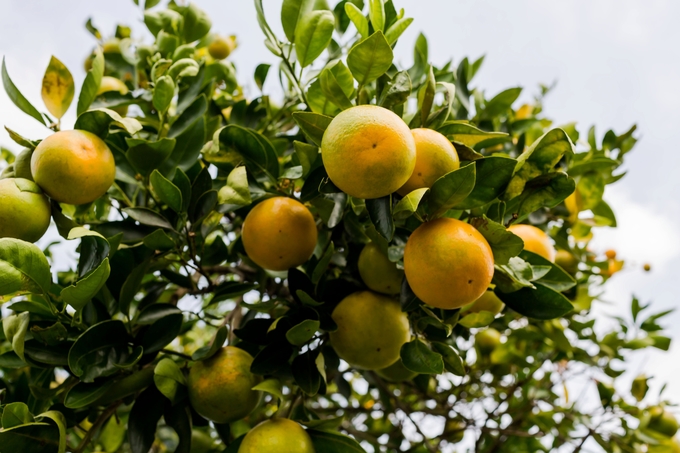 Family day in the orange grove