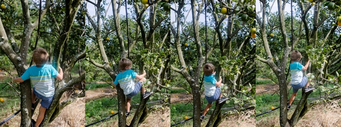 Family day in the orange grove