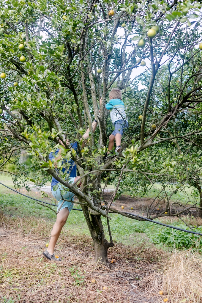 Family day in the orange grove