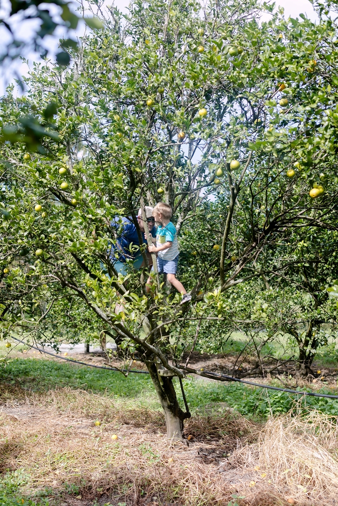 Family day in the orange grove