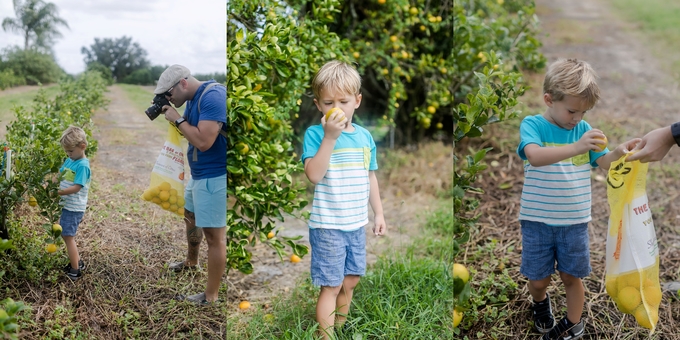 Family day in the orange grove