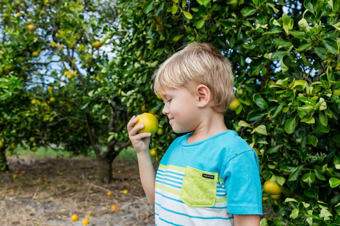 Family day in the orange grove