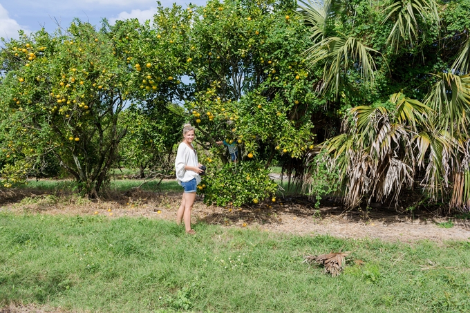 Family day in the orange grove