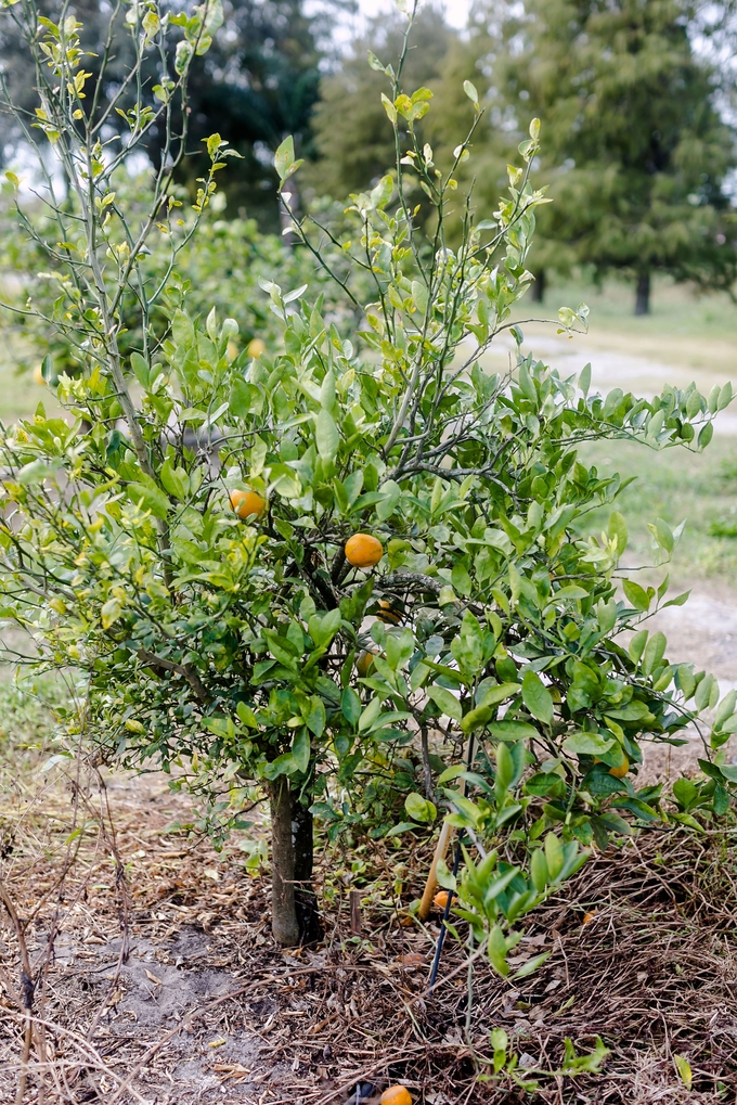 Family day in the orange grove