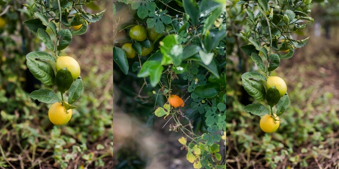 Family day in the orange grove