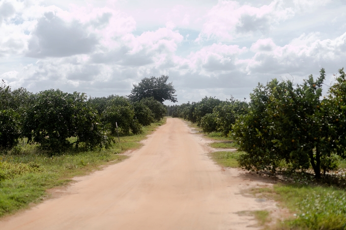 Family day in the orange grove