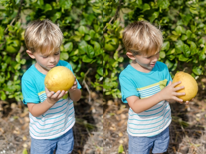 Family day in the orange grove