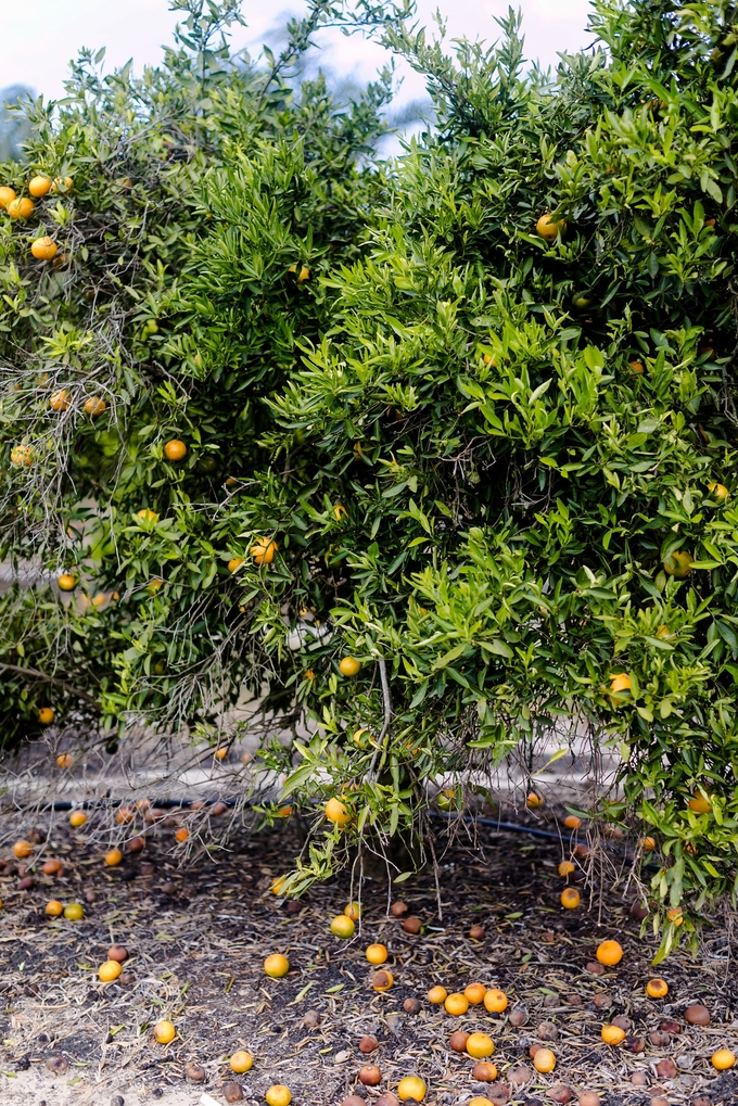 Family day in the orange grove