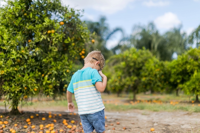 Family day in the orange grove