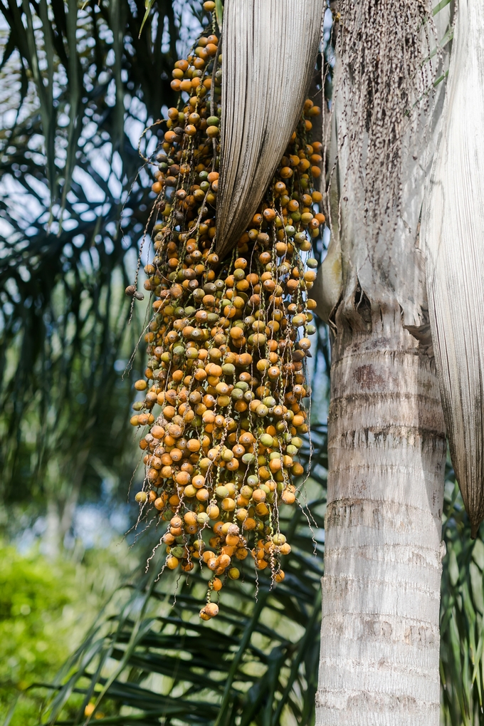 Family day in the orange grove