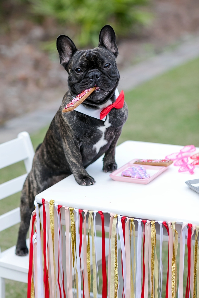 Valentines day candy crush with best buds french bulldog and little boy