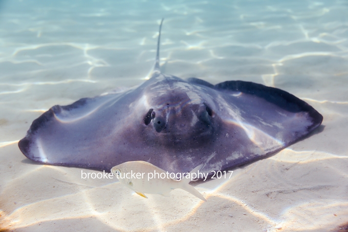 Disney Bahamian Cruise, Disney Dream, Brooke Tucker Photography